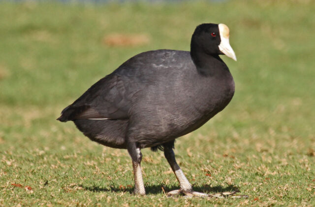 Hawaiian Coot