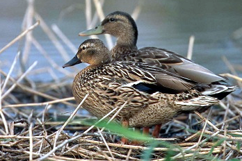 Hawaiian Duck