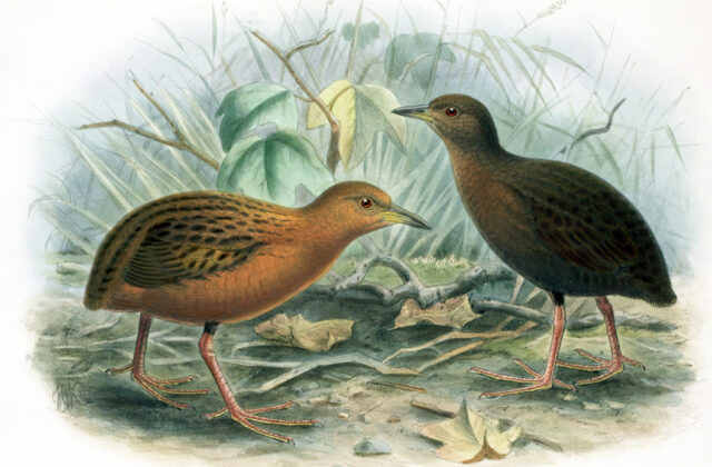 Hawaiian Rail