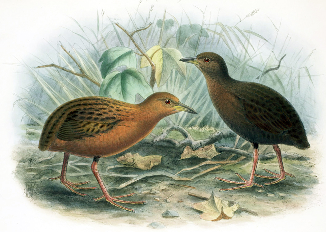 Hawaiian Rail