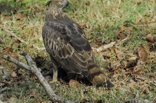 Mountain Hawk-Eagle
