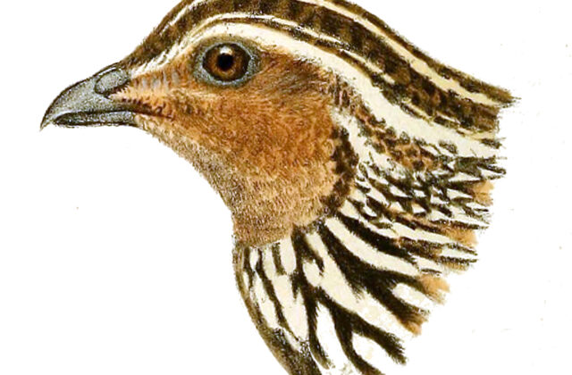 Stubble Quail