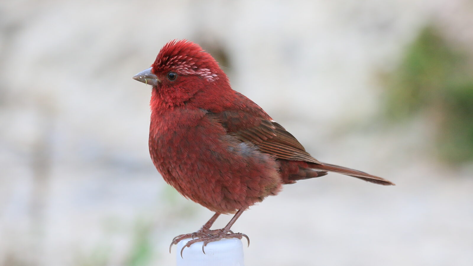 Taiwan Rosefinch