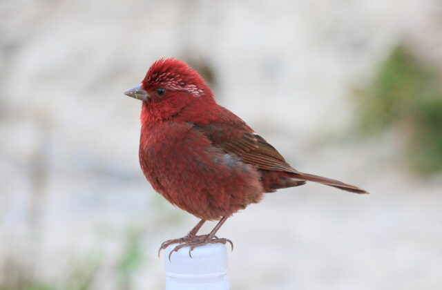 Taiwan Rosefinch