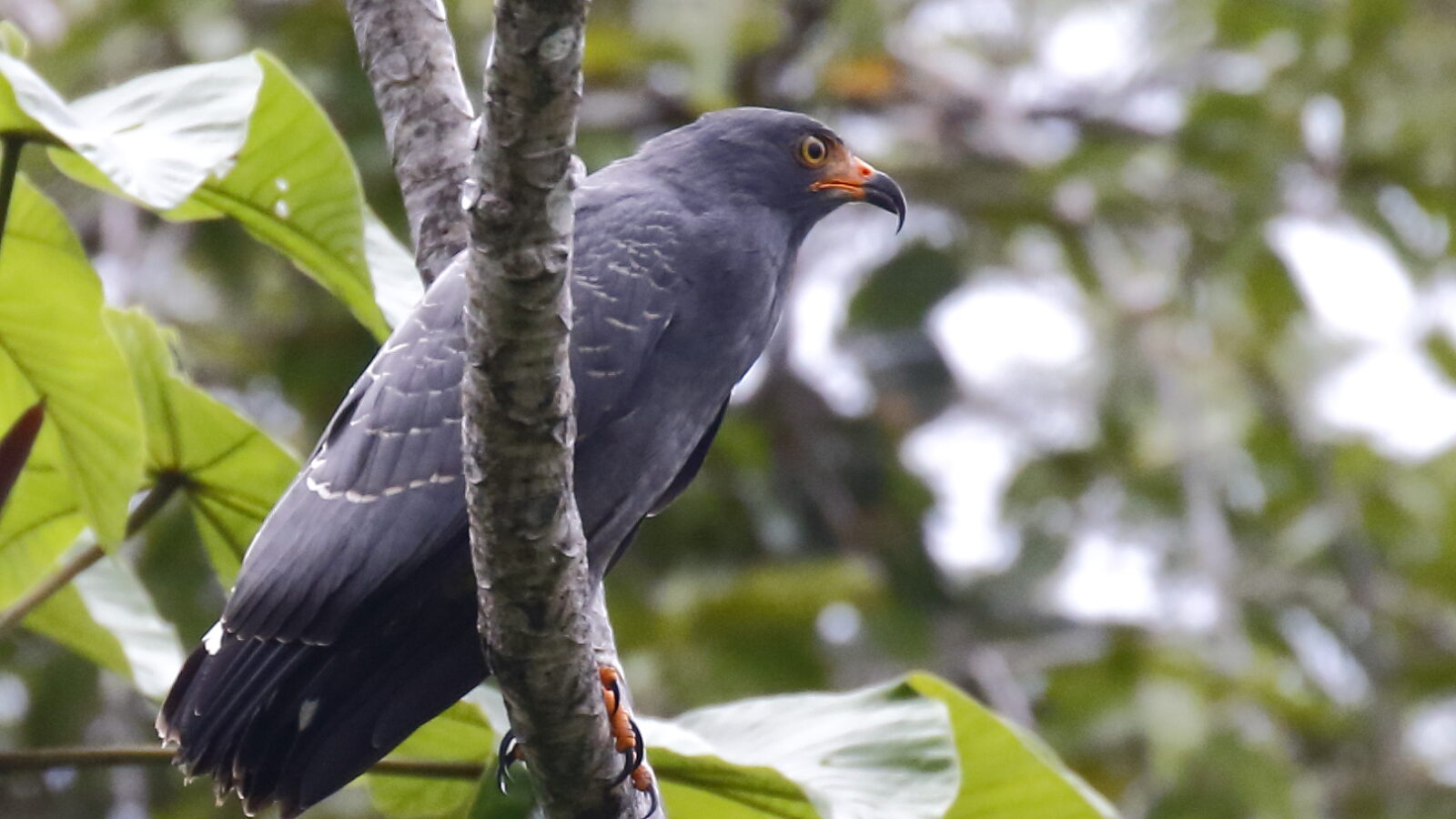 Slender-billed Kite