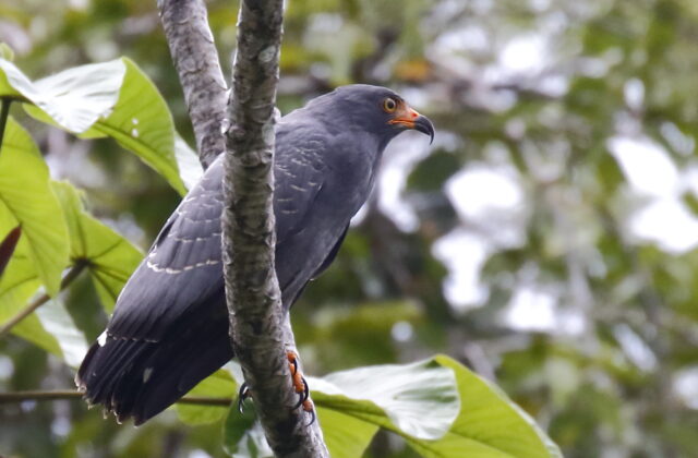 Slender-billed Kite