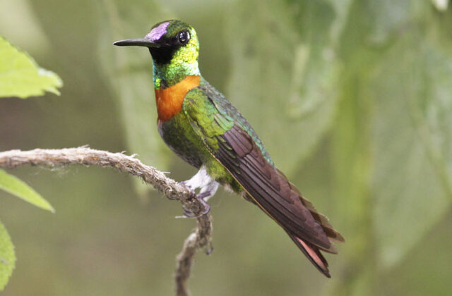 Gould’s Jewelfront