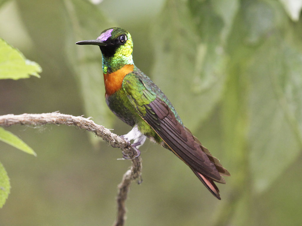 Gould’s Jewelfront