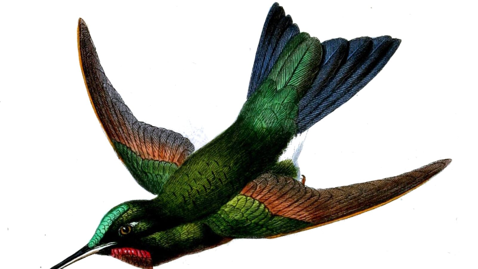 Rufous-webbed Brilliant