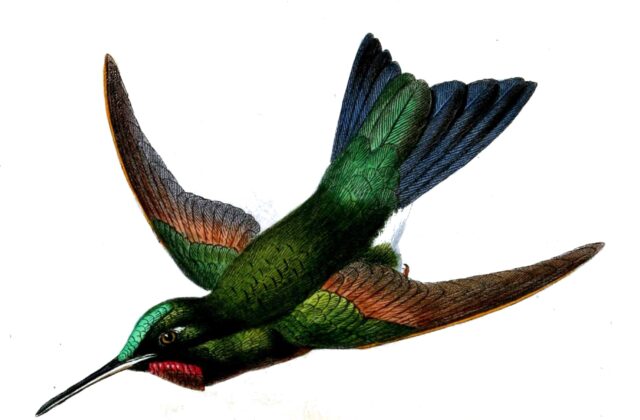 Rufous-webbed Brilliant