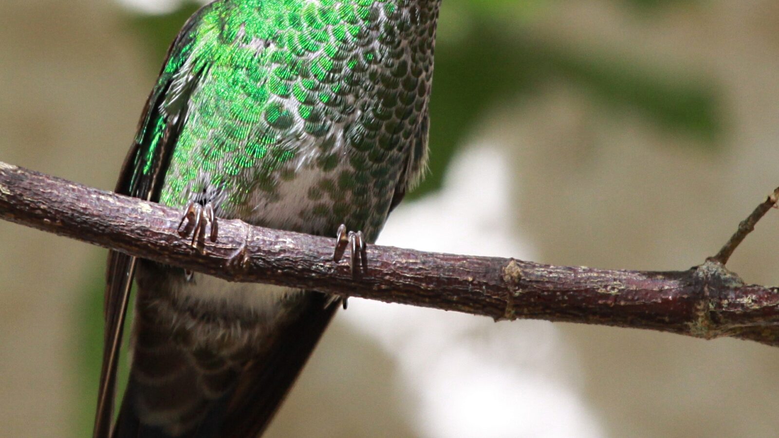 Green-crowned Brilliant