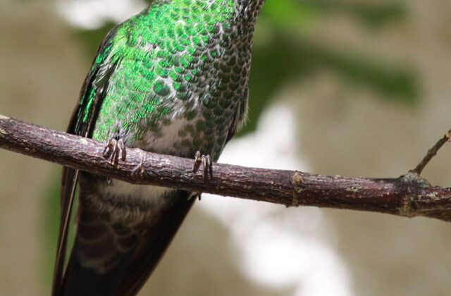Green-crowned Brilliant