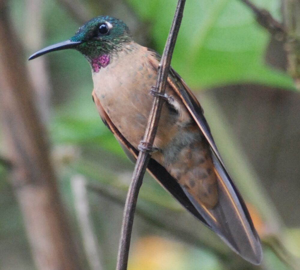 Fawn-breasted Brilliant