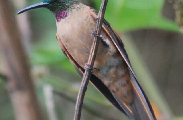 Fawn-breasted Brilliant