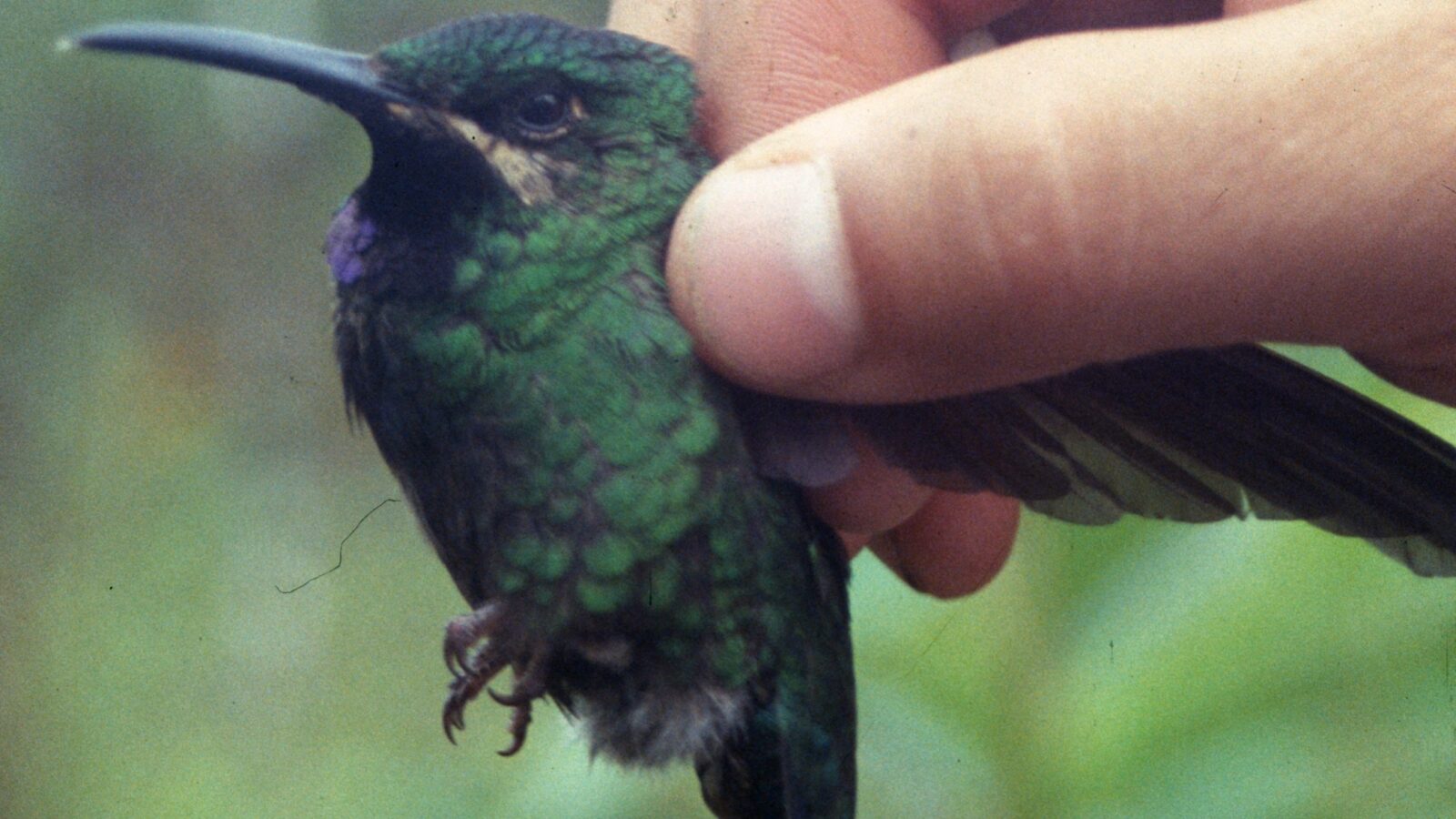 Black-throated Brilliant