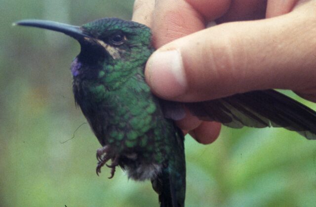 Black-throated Brilliant