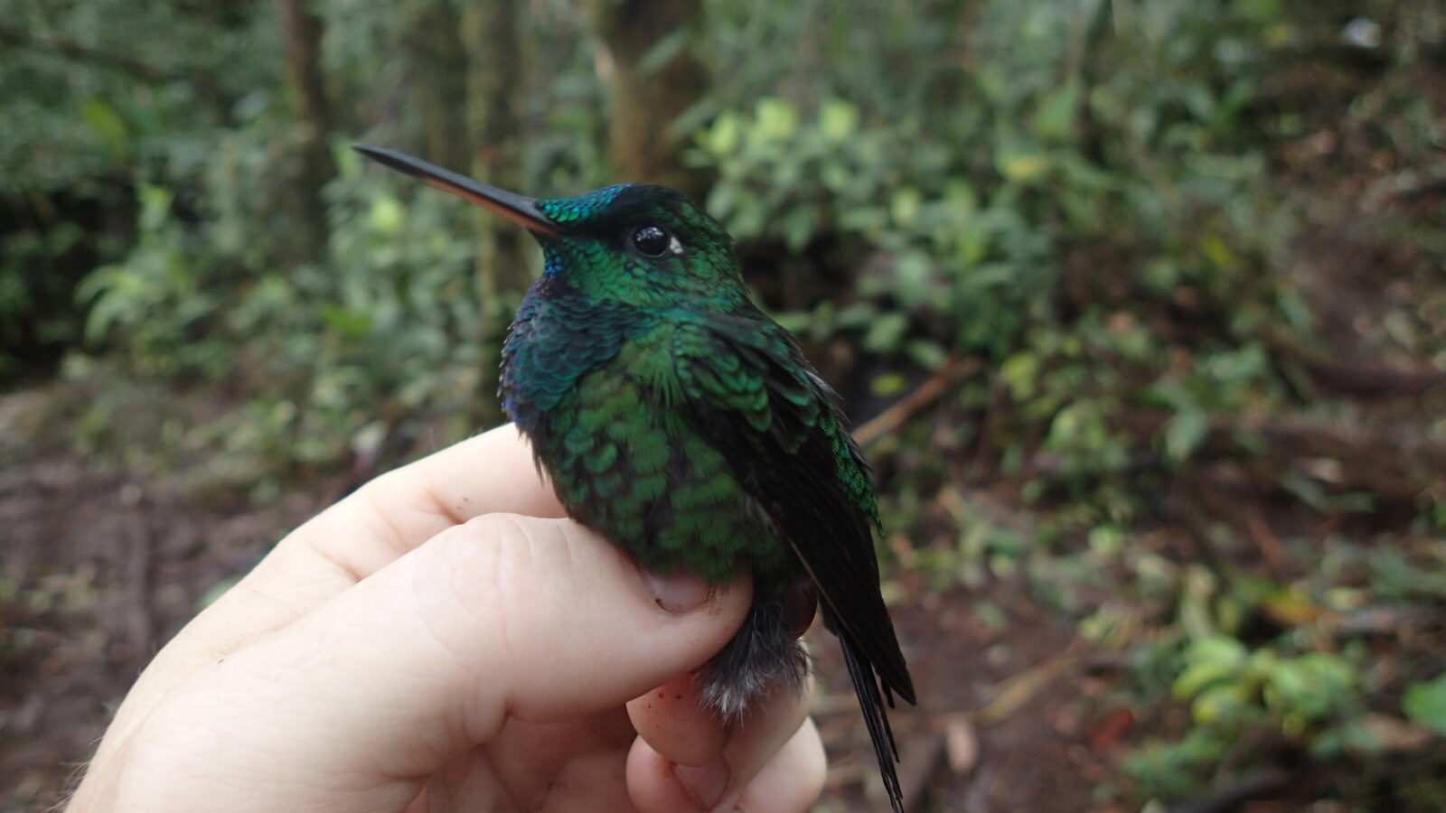 Velvet-browed Brilliant