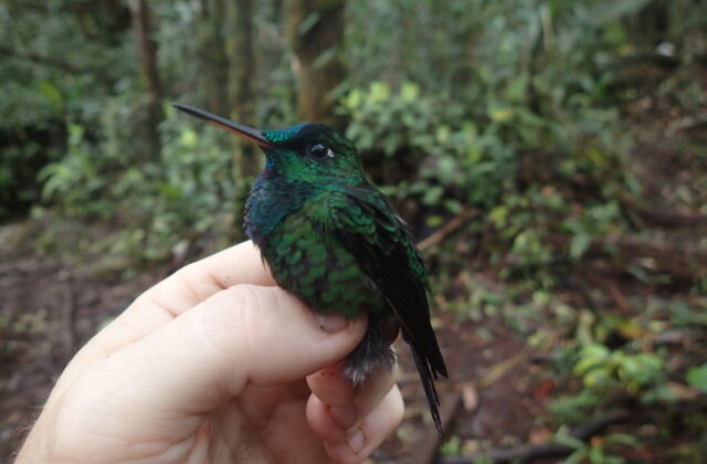 Velvet-browed Brilliant