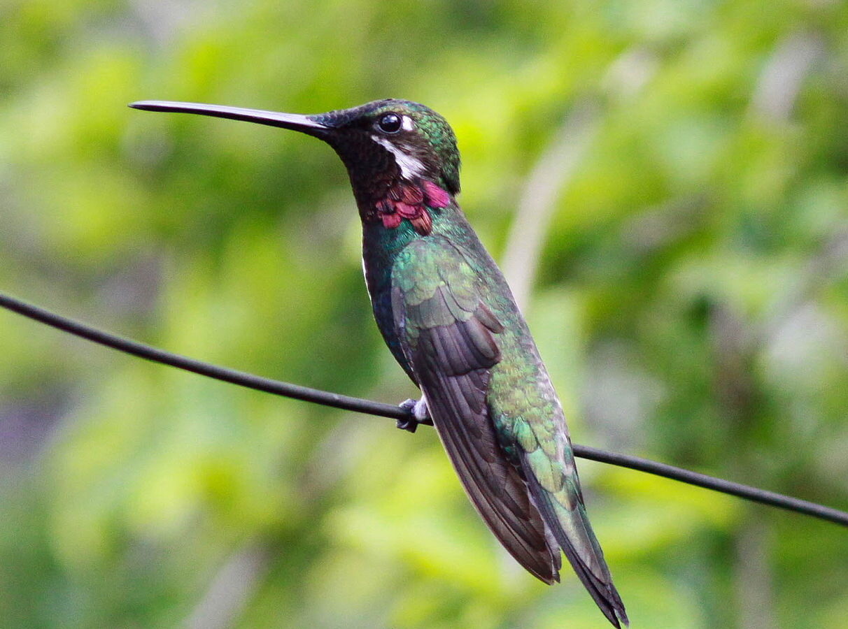 Stripe-breasted Starthroat