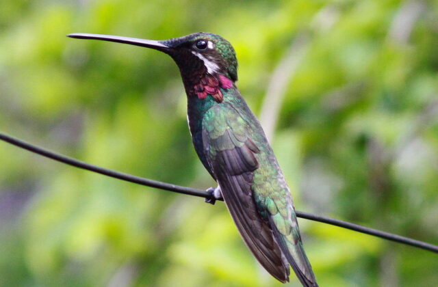 Stripe-breasted Starthroat