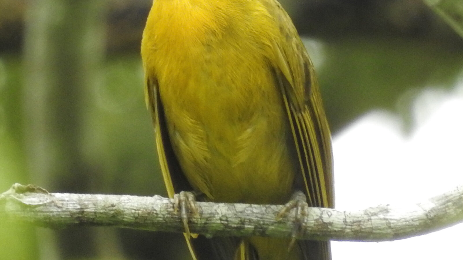 Inti Tanager