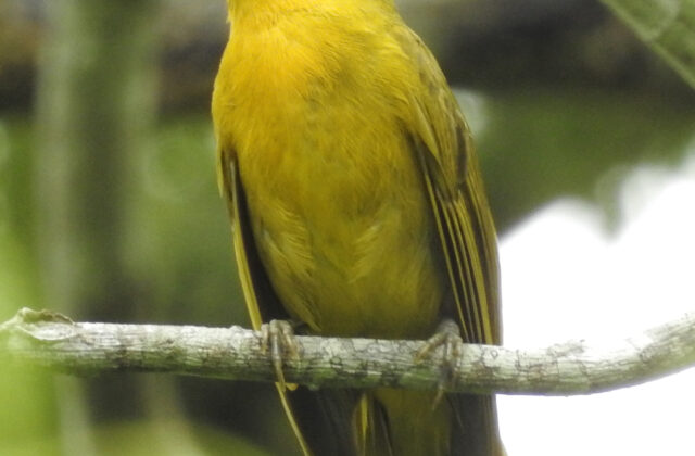 Inti Tanager