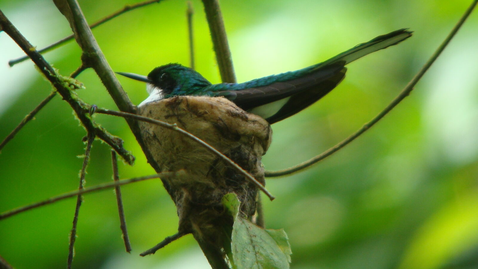 Purple-crowned Fairy