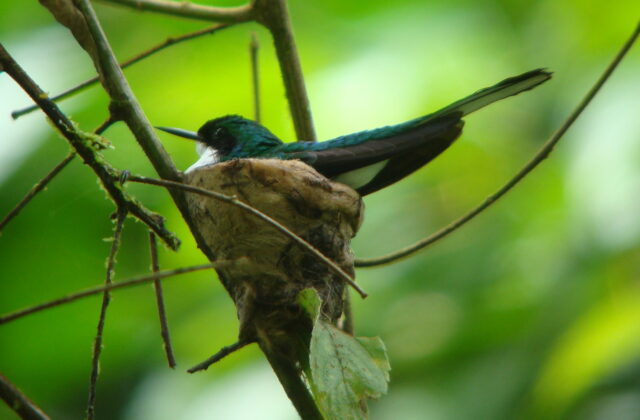 Purple-crowned Fairy