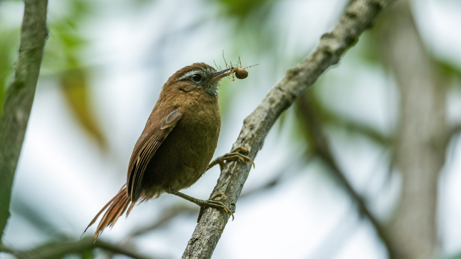 White-browed Spinetail