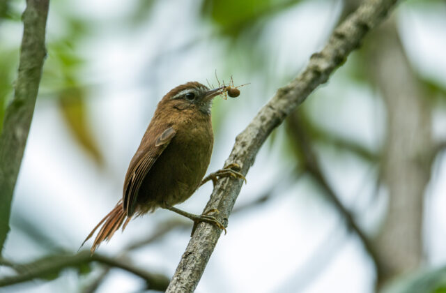 White-browed Spinetail