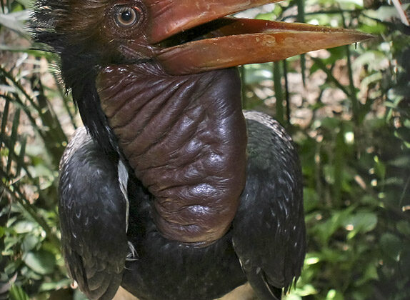 Helmeted Hornbill
