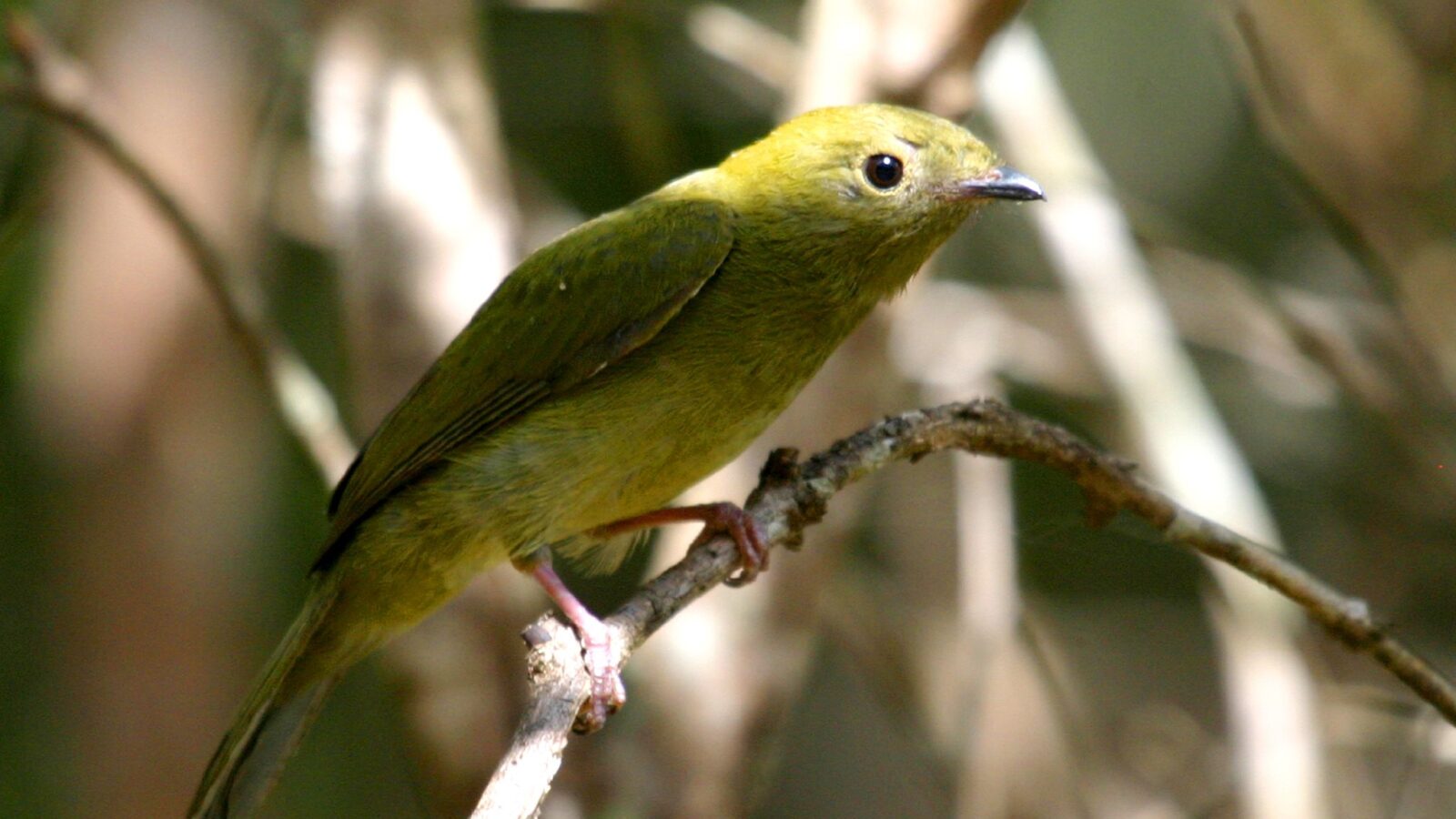 Helmeted Manakin