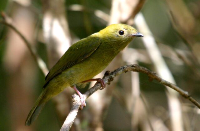 Helmeted Manakin