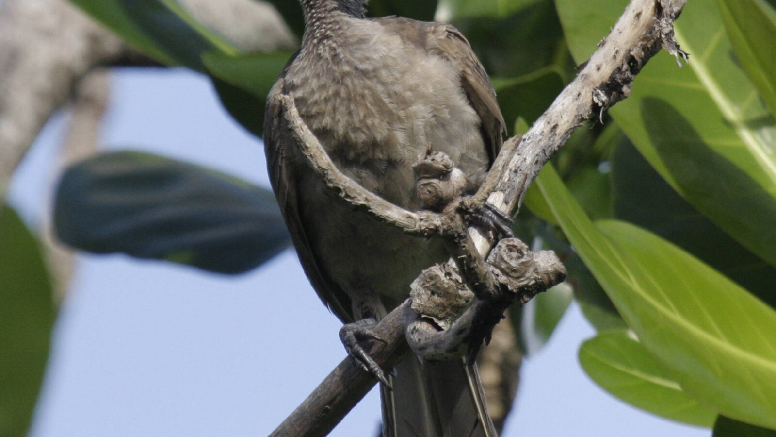Helmeted Friarbird