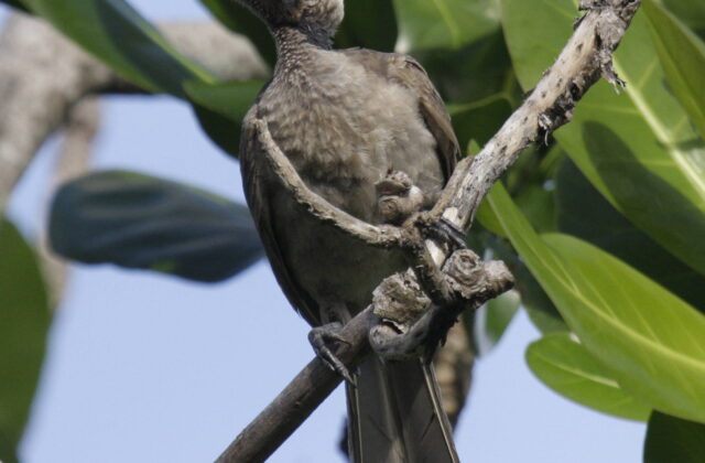 Helmeted Friarbird