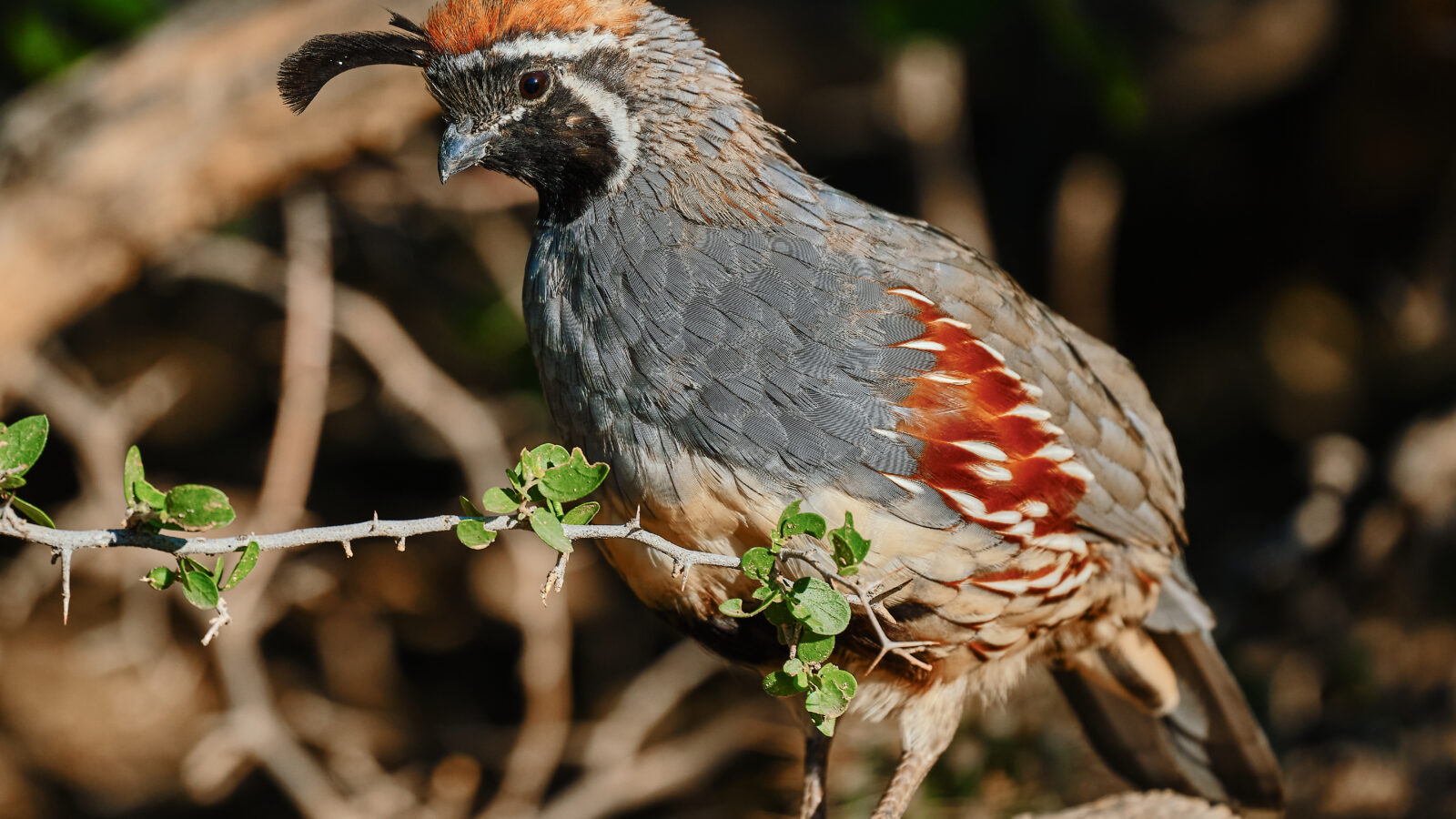 Gambel’s Quail