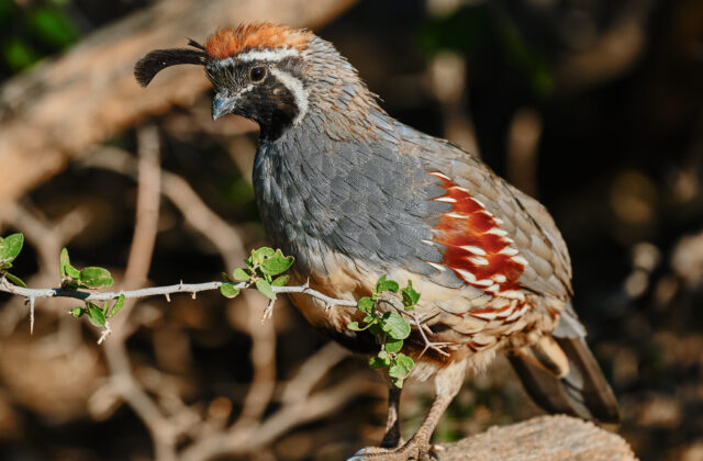 Gambel’s Quail
