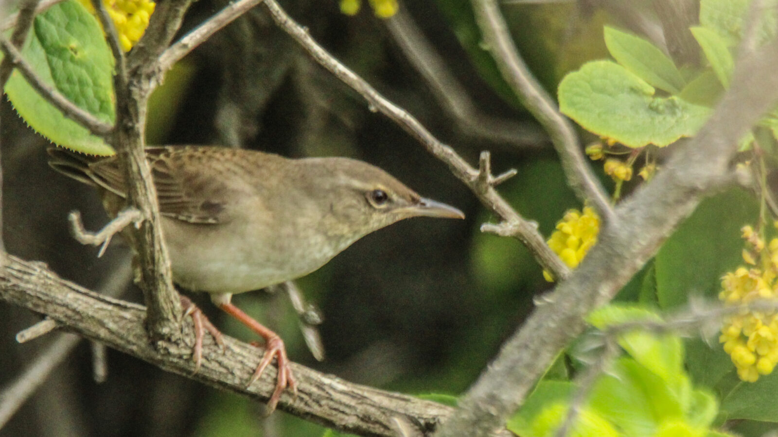Styan’s Grasshopper Warbler