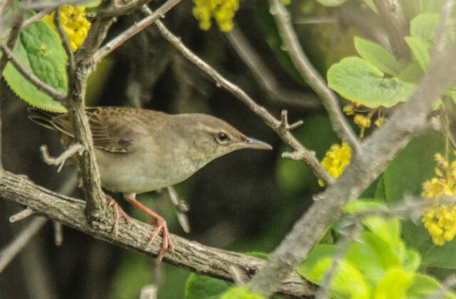 Styan’s Grasshopper Warbler