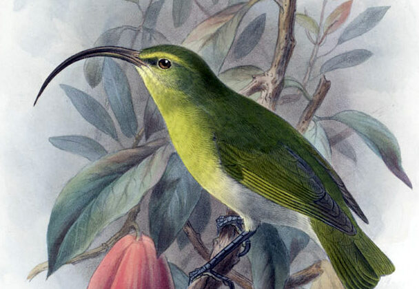 Oahu Akialoa