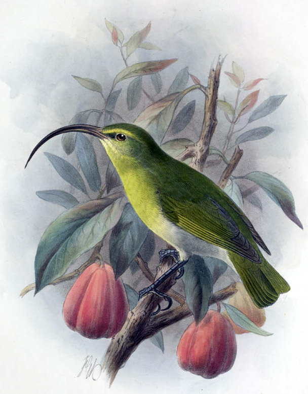 Oahu Akialoa