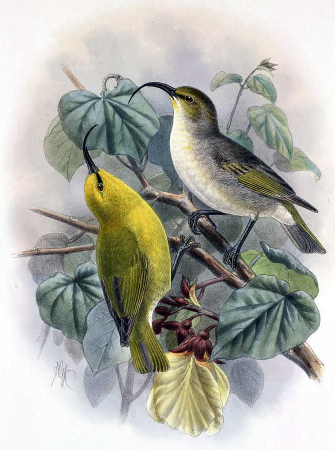 Kauai Nukupuu