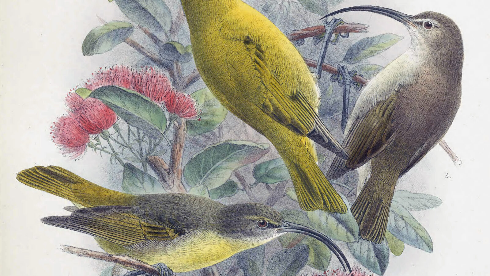 Kauai Akialoa