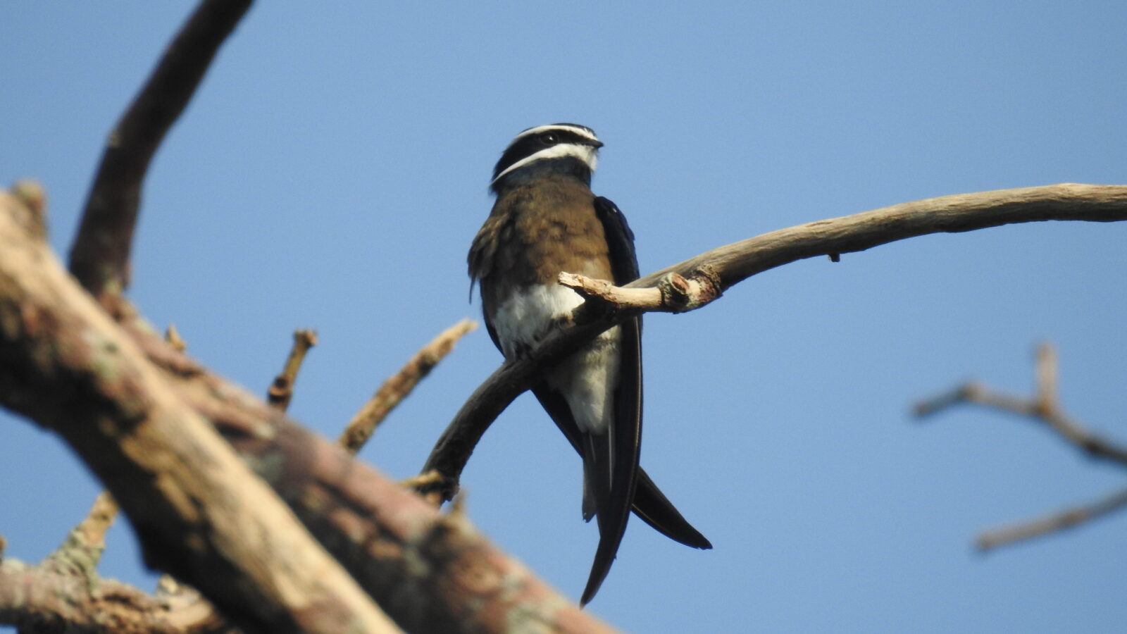 Whiskered Treeswift