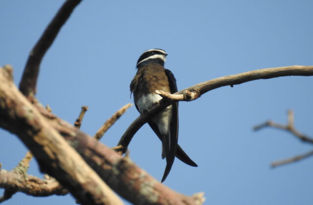 Whiskered Treeswift