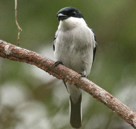 Black-winged Flycatcher-shrike