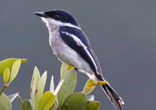 Bar-winged Flycatcher-shrike