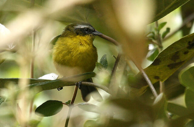 Superciliaried Hemispingus