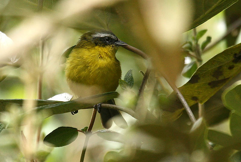 Superciliaried Hemispingus