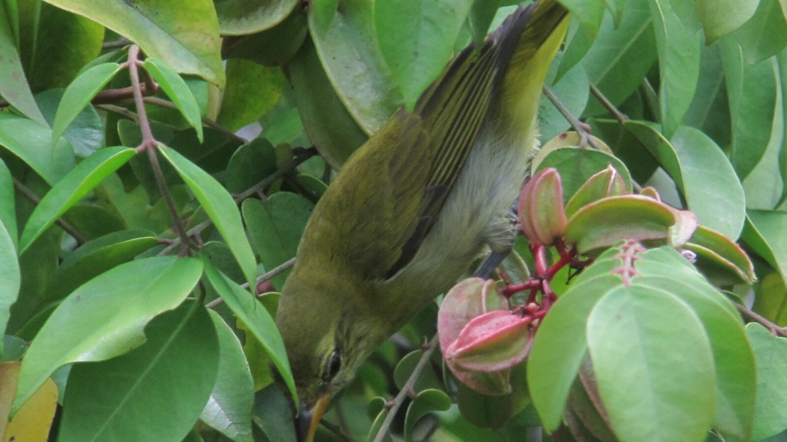 Guira Tanager